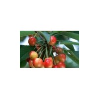 30-50-80公分鈣果苗批發(fā)供應(yīng)