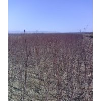 出售仁用杏樹(shù)苗