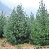 白皮松的種植和日常養(yǎng)護(hù)