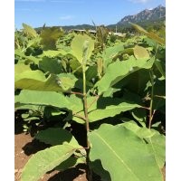 純正宗日本厚樸批發(fā)零售另有喬木紫杉樹(shù)苗