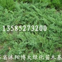 供應(yīng)500萬棵鋪地柏、沙地柏價(jià)格便宜【量大價(jià)低】