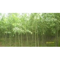 出售純正美國(guó)竹柳3號(hào)工程苗