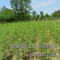 保定速生柳報(bào)價(jià)