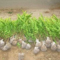 供應(yīng)各種綠化小苗