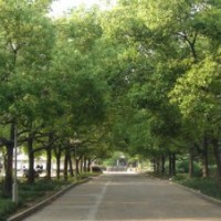 綠化苗木杉木,香樟,羅漢松