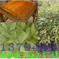 小葉楨楠苗 楨楠王苗 楨楠樹 楨楠價(jià)格