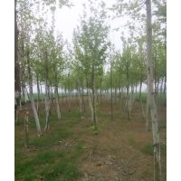 供應(yīng)速生法桐13.14.15cm