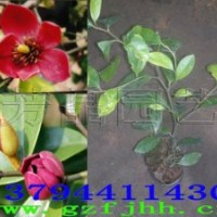 紅花含笑苗 紫花含笑苗 墨紫含笑苗