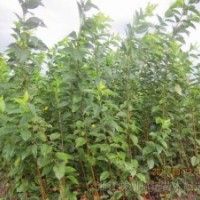 出售櫻花。白玉蘭\櫻花,架接日本櫻花