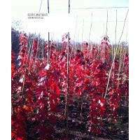 美國(guó)紅楓出售