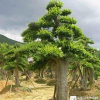 垂柳，速生柳，黃柳，毛白楊，國槐，白蠟，法桐，榆樹椿樹合歡