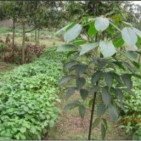 大量秋楓苗上市