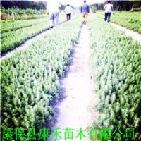 15-20公分 原床小苗（云杉） 二年生