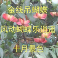 陜西鄉(xiāng)土樹種--金線吊蝴蝶