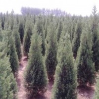 供應(yīng)1米以上的北京檜柏，一級苗