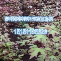 熱銷的五角楓苗2年生五角楓小苗價(jià)格五角楓小苗供應(yīng)商