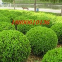 綠化黃楊小苗 綠化黃楊 黃楊球 庭院黃楊 黃楊小苗 衛(wèi)矛 金葉女貞