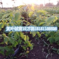 生長速度快2014年熱銷的復(fù)葉槭苗價格復(fù)葉槭小苗