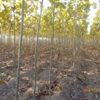 法桐、毛白楊,速生柳,刺槐