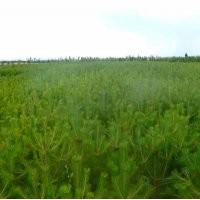 耐旱耐寒黑松_價格￥42.00/棵價格