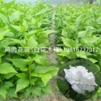 栽植雞肉花種苗2014之后最掙錢的項目