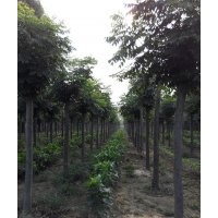 北欒小苗價(jià)格   1-15公分北欒