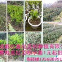 曼地亞紅豆杉小苗出售，500萬(wàn)供應(yīng)量，基地直銷