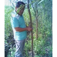 出售109柳樹苗3-5公分