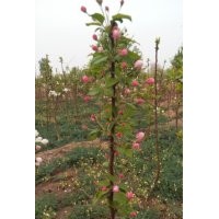 當(dāng)年開(kāi)花的八棱海棠小苗