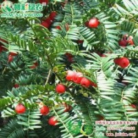 南方紅豆杉 凈化空氣的彩葉樹 樹形優(yōu)美 上等的園林觀賞樹種|江西