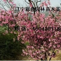 印第安魔力海棠、二年生印第安魔力海棠苗