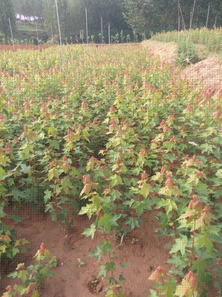 美國(guó)紅火箭紫薇、美國(guó)紅點(diǎn)紅楓、秋火焰、十月光輝、夕陽(yáng)紅