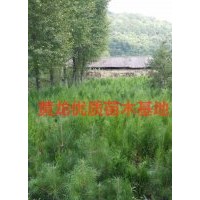 大量優(yōu)質(zhì)油松供應(yīng)