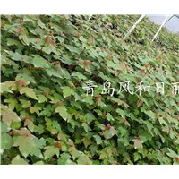 供應美國紅點紅楓小苗