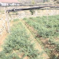 香榧苗 香榧苗基地 掛果香榧苗 香榧苗優(yōu)質(zhì) 觀光香榧苗