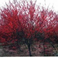 1年2年碧桃嫁接苗、2-5公分粗碧桃