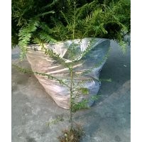 紅豆杉小苗價格_樹苗高50公分