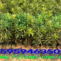 羅漢松苗批發(fā) 羅漢松苗價(jià)格 福建羅漢松苗 臺(tái)灣羅漢松苗