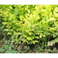 大量供應(yīng)無紡布金葉榆，金葉國槐，