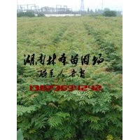 2014年欒樹苗價(jià)格,欒樹苗基地-湖南林森苗圃