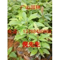 大量供應(yīng)金絲楠木苗、紅豆杉苗、桂花苗、竹柏苗、銀杏