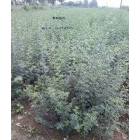 對節(jié)白蠟下山苗 對節(jié)白蠟原生苗 對節(jié)白蠟扦插苗