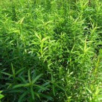 江西供應(yīng)青錢柳基地，江西哪里有青錢柳小苗，江西供應(yīng)竹柏小苗