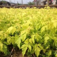 銷售（金葉復(fù)葉槭）小苗