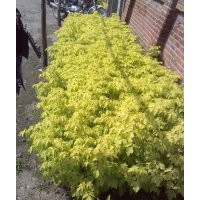 大量出售自家金葉復(fù)葉槭（金葉糖槭）扦插苗100萬(wàn)。