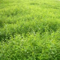 供應(yīng)榆樹(shù)，一年生榆樹(shù)苗