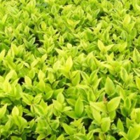 金葉女貞價格,小龍柏球價格,小葉女貞價格,紅帽月季價格表