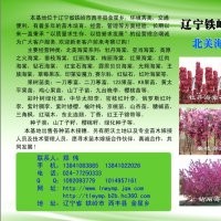 紅葉糖棋 金葉糖棋