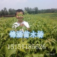 1.5米高的復(fù)葉槭苗銷售一空現(xiàn)貨批發(fā)1米高當年生復(fù)葉槭小苗大量供