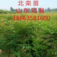 低價供應北欒，毛白楊白榆，絲棉木